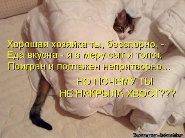 Лучшие котоматрицы недели