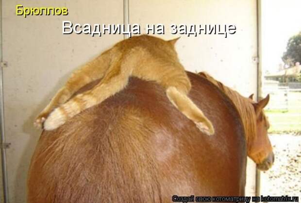 Новые котоматрицы за неделю