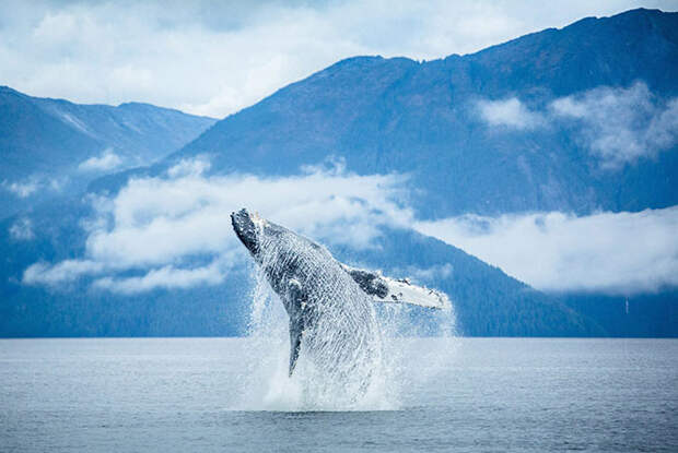 Лучшее с конкурса фотографии National Geographic 2014. Часть 2