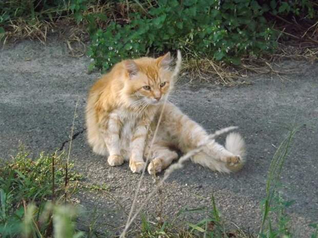 Немного котиков животные, коты, фото