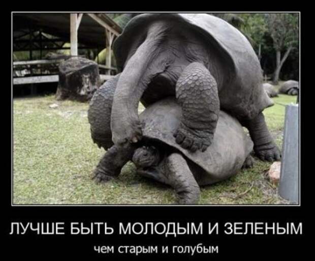 Юмор, демотиваторы, прикольные подписи, смешные фото.