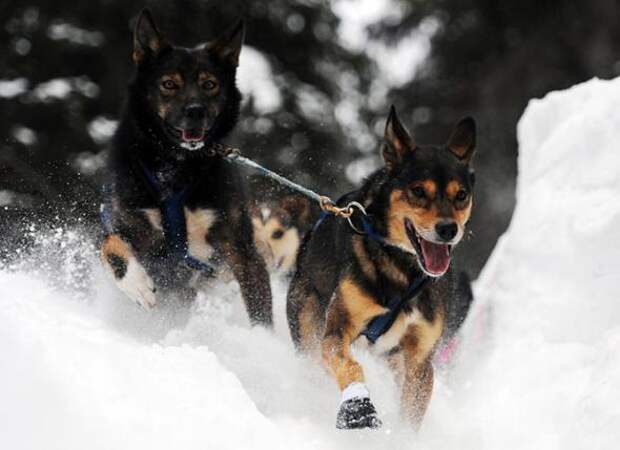 Гонка на собачьих упряжках Iditarod 2013