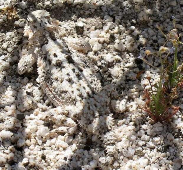 camouflaged_animals_5