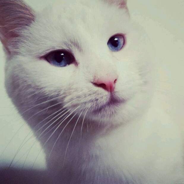 vibing cat мем