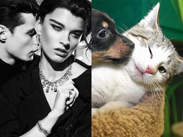 коты воссоздают фотографии, коты кошки фотографии моделей, коты повторяют фото моделей