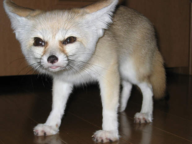 фенек. Фото / fennec fox photo