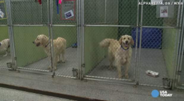 This Organization Just Completed the Largest Known International Rescue Of Golden Retrievers