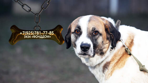 Любознательная Мона