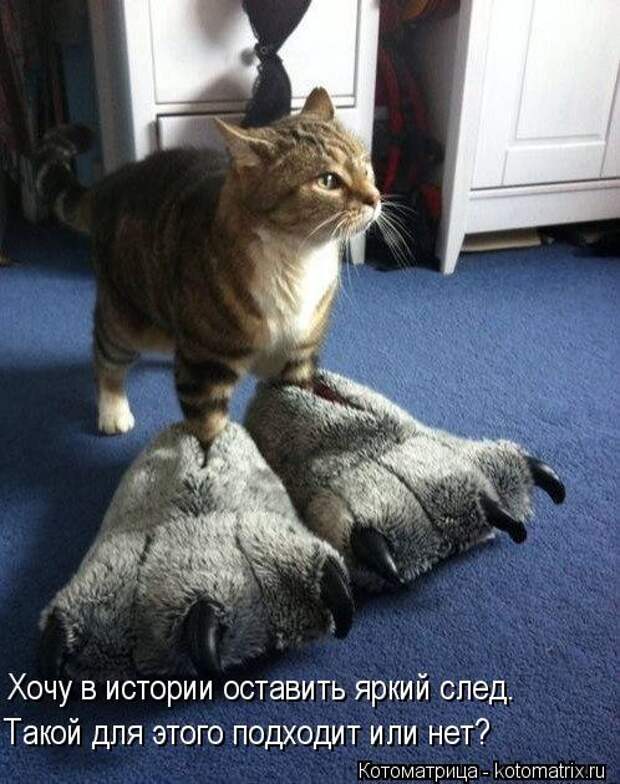 Клёвые отрывные котоматрицы (30 фото)