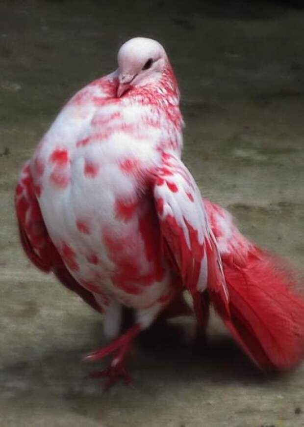 Этот радужный красавчик - никобарский голубь, живёт на никобаркских и андаманских островах.