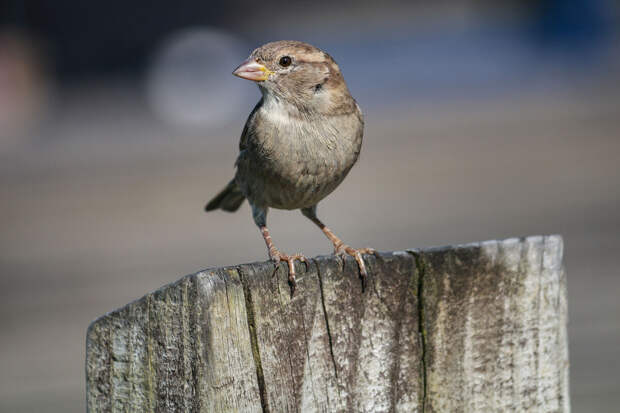 В России проведут перепись воробьев с 7 по 15 февраля