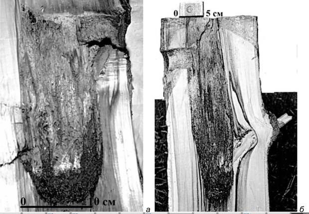 Рис. 19. Вертикальные распилы через гнездовые дупла большого пёстрого дятла в живых осинах. а – дупло нормальной формы (в стволе с обширной площадью загнившей древесины); б – «щелевидное» дупло (в стволе с небольшой площадью загнившей древесины). Здоровая древесина на фото выглядит гораздо светлее загнившей. Верховья реки Псковы, 1981 год. Фото автора.