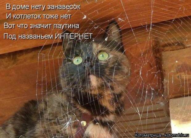 Свежая прикольная котоматрица (34 фото)