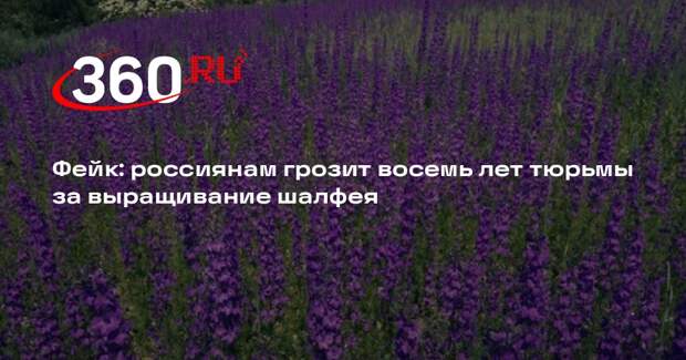 Информация о том, что за выращивание шалфея грозит уголовка недостоверна
