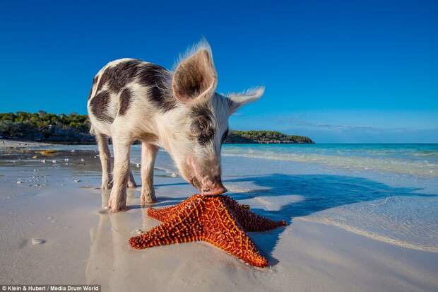 swimmingpigs10 Счастливая жизнь веселых хрюшек на Багамах