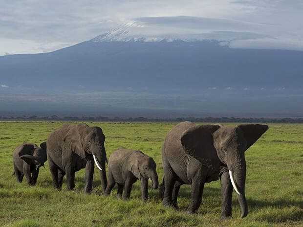 Парад слонов и гора Килиманджаро. (Фото Daniel Pinheiro): national geographic, фотографии
