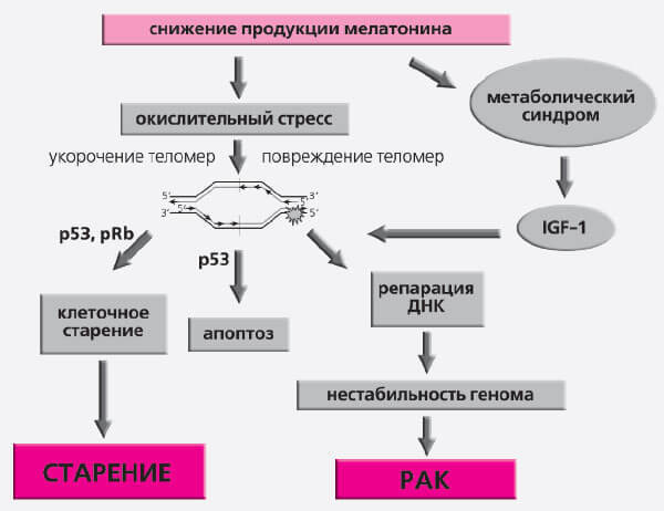 Хронометр жизни. Отчего мы стареем