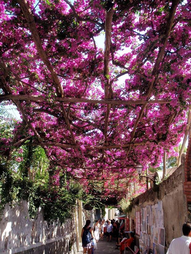15 самых волшебных улиц в тени цветов и деревьев дерево, улица, цветы