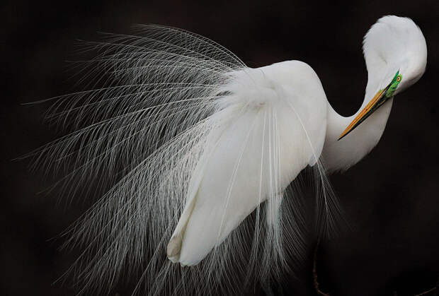 Победители птичьего  конкурса Audubon  Photography Awards  2015