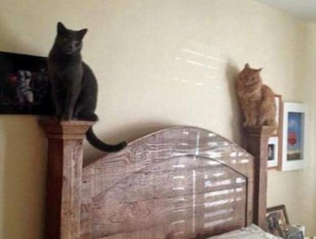 КОТОприколы (13 фото)