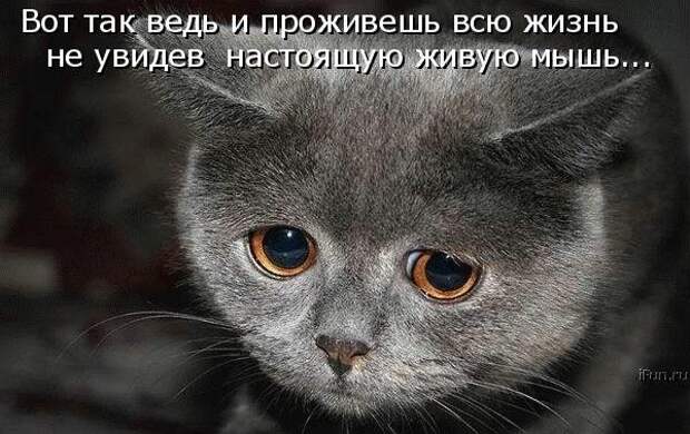 Котоматрица (81 фото)