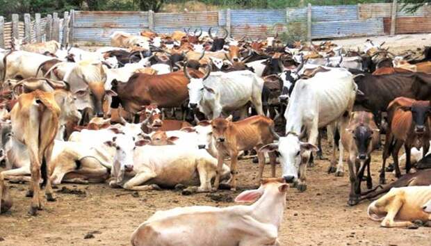 Те крестьяне, которые не хотели отдавать колхозам свой скот, убивали животных. /Фото:malayaleevision.com