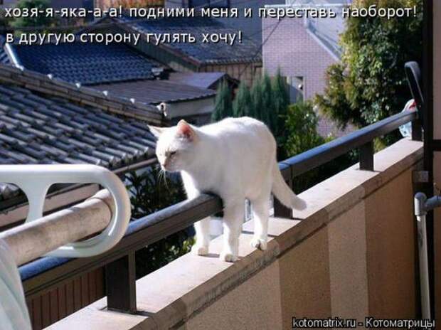 Котоматрицы (картинки с надписями)