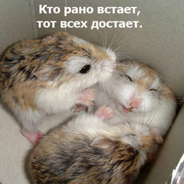 Доброе утро хомячок