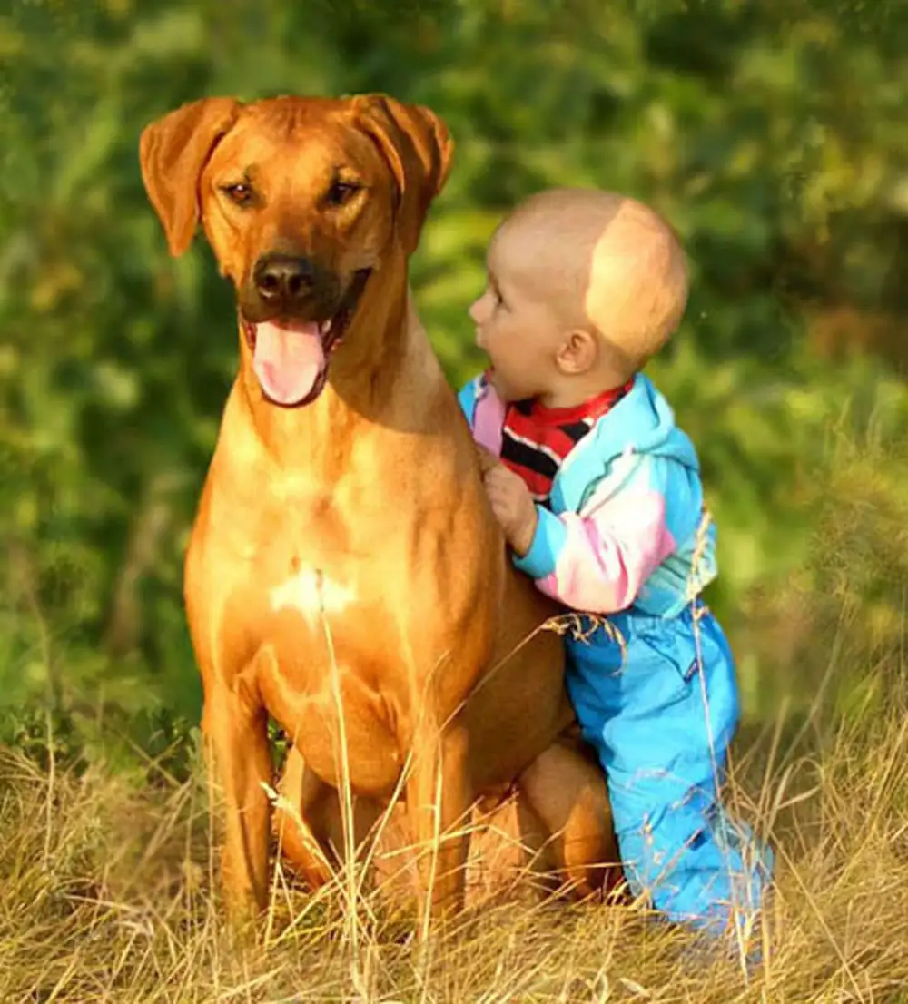 Животные лучше людей. Собака друг человека. Собаки лучше людей. Собаки лучшие друзья человека. Почему собаки лучше людей