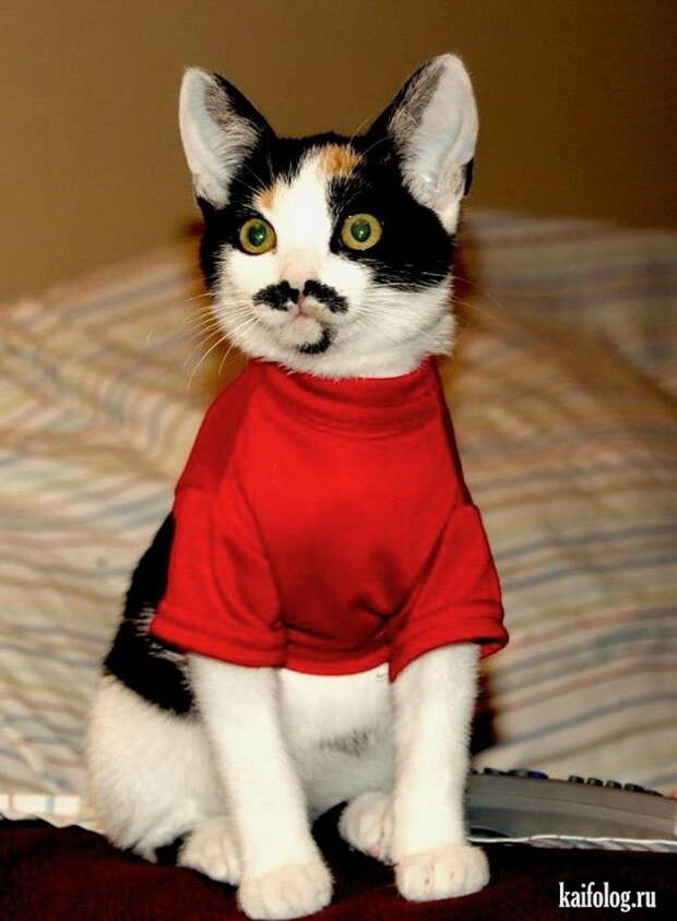 Прикольные коты (55 фото)