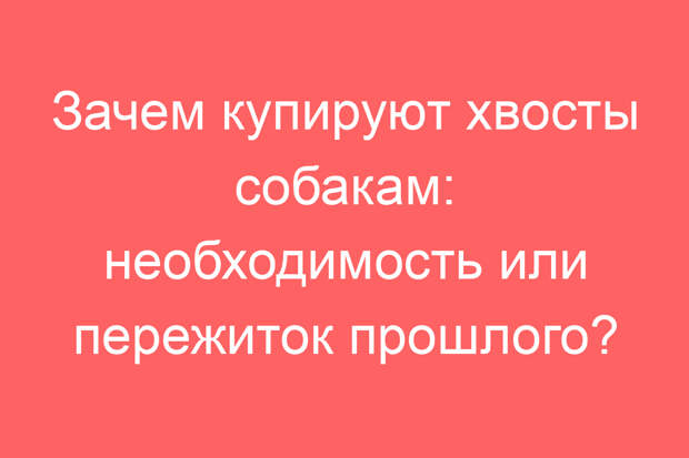 Зачем купируют хвосты собакам: необходимость или пережиток прошлого?