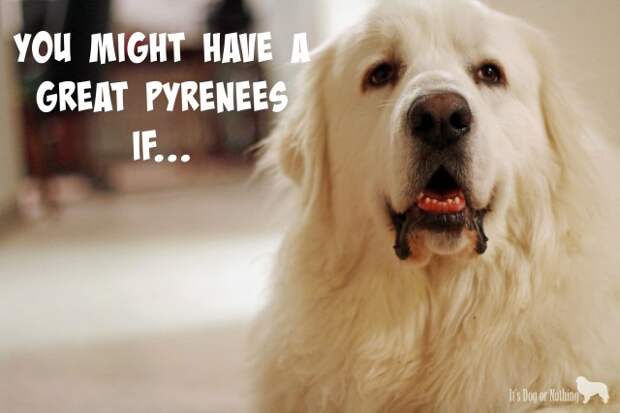 You might have a Great Pyrenees if...