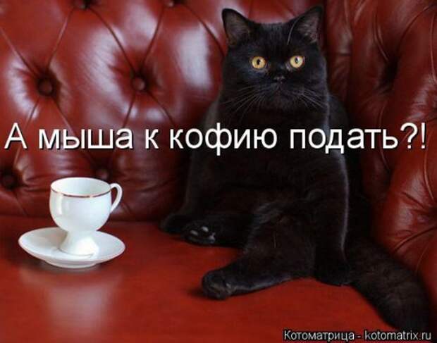 Новая котоматрица (28 фото)