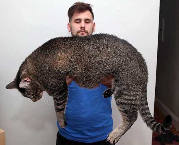 самая большая кошка