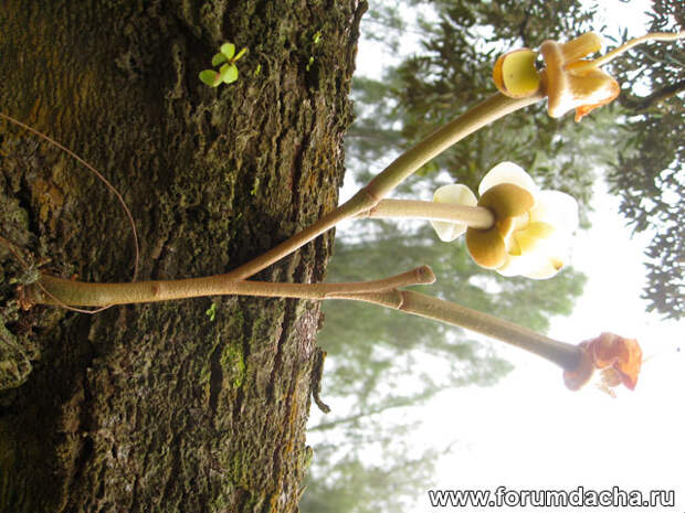 дерево дуриана, растение дуриан
