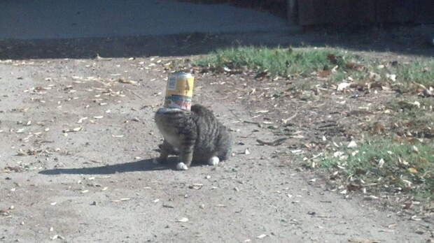 Приколы с котами. часть 12 (29 фото)