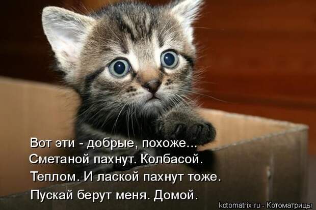 Лучшие котоматрицы недели