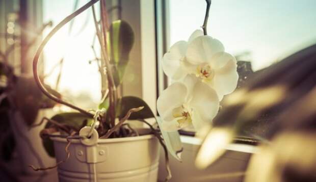 Кактусы, орхидеи или фикусы? Что о вас могут рассказать ваши любимые растения