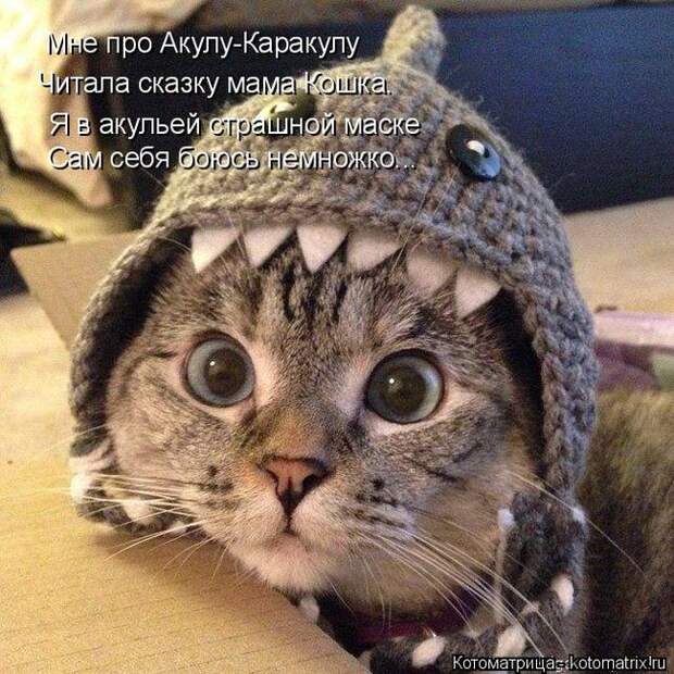 Лучшие котоматрицы недели (50 фото)