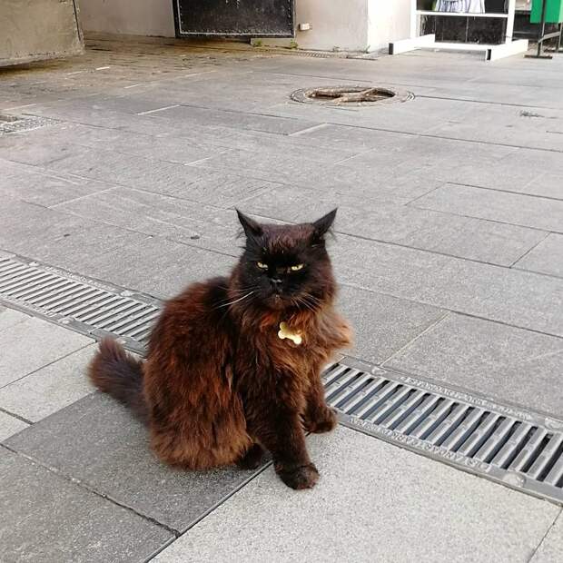 Похищение кота Бегемота
