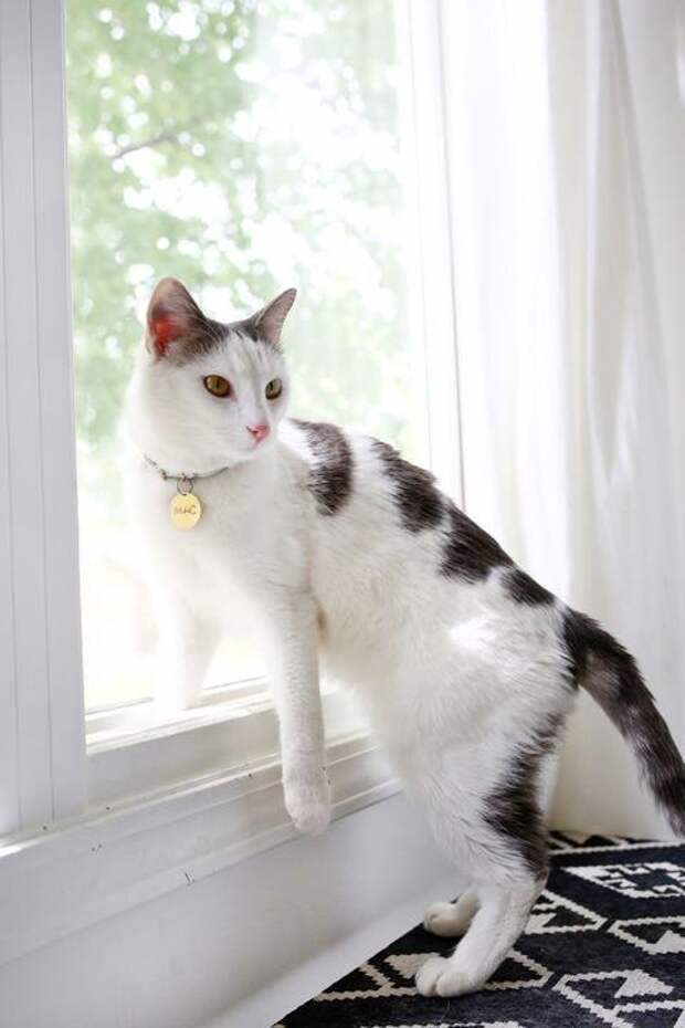 Кошка с ошейником