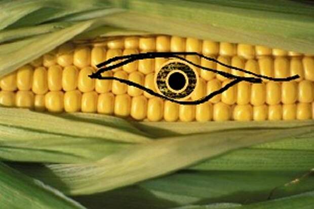 Страшная ГМ-кукуруза