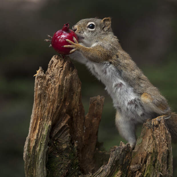 Фотография забавная жизнь белок Andre Villeneuve Фотография забавная жизнь белок Andre Villeneuve