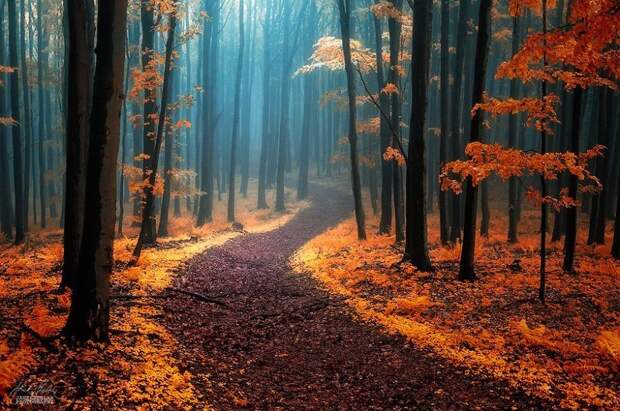 Осенняя окраска леса в фотографиях 
