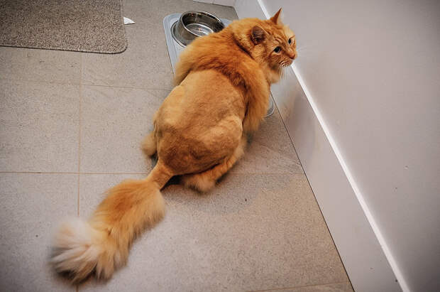 котики остриженные 