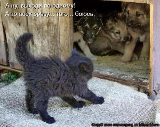 Котоматрица 26