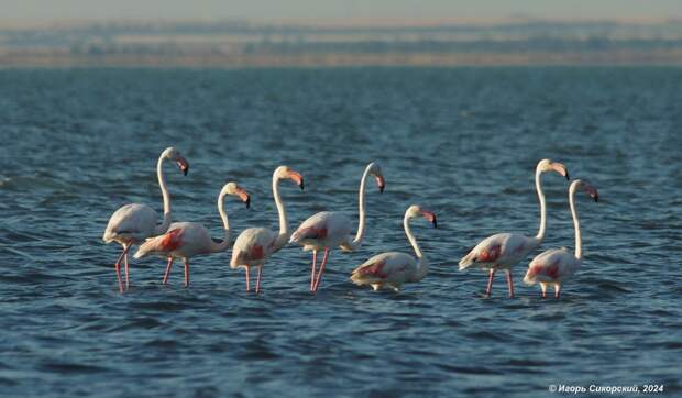 Численность фламинго в Крыму достигла 350 особей