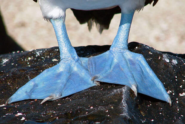 Из 40 000 пар примерно половина живёт на Галапагосских островах, где голубоногие олуши охраняются законом