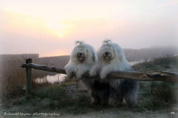 Фотогеничные пастушьи собаки все делают вместе животные, собаки