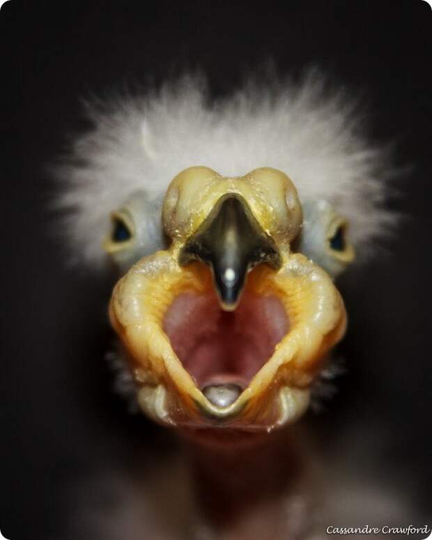 Зоопарк Цинциннати представил птенцов Кеа